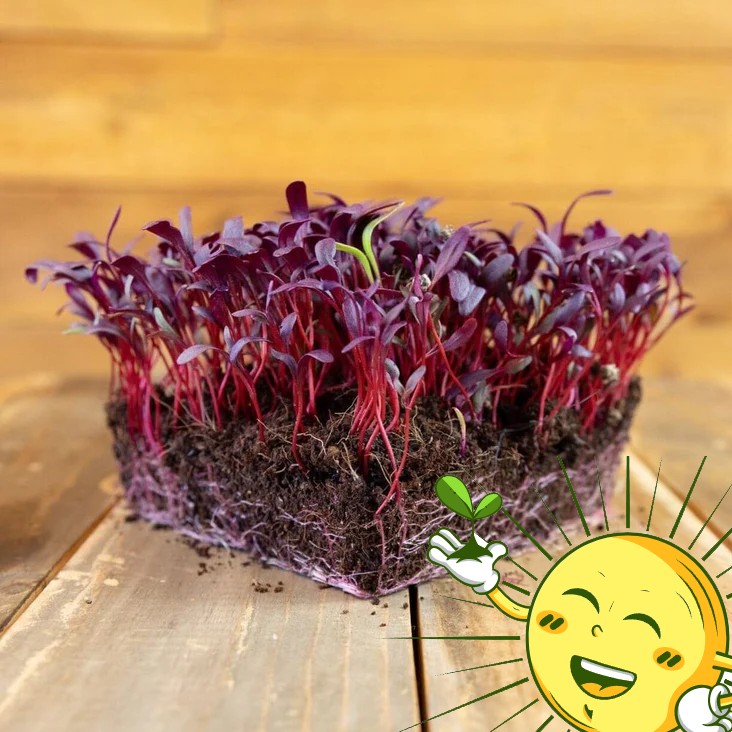 Organic Beets Microgreens Mix 2 Oz.