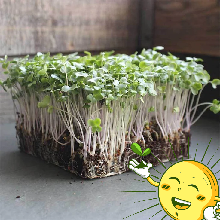 Organic Broccoli Sprouts 2 oz