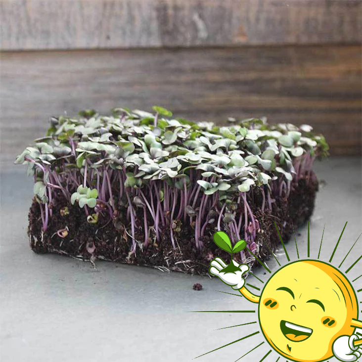 Organic Cabbage Microgreens Mix 2 Oz.