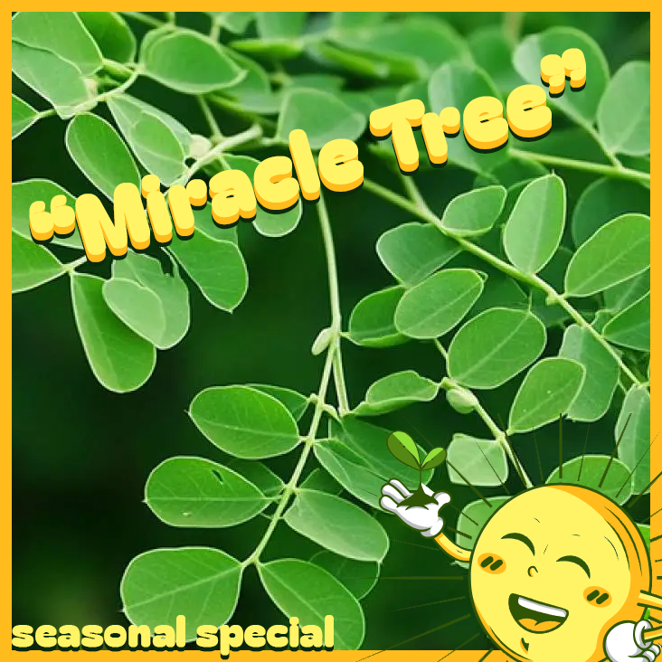 Freshly Harvested Moringa 2 Oz