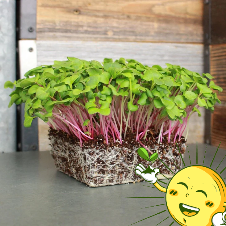 Organic Raddish Microgreens Mix 2 Oz.
