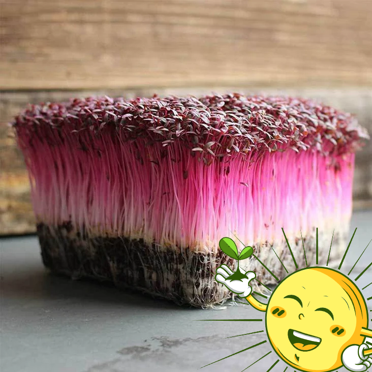 Organic Red Amaranth Microgreens Mix 2 Oz.