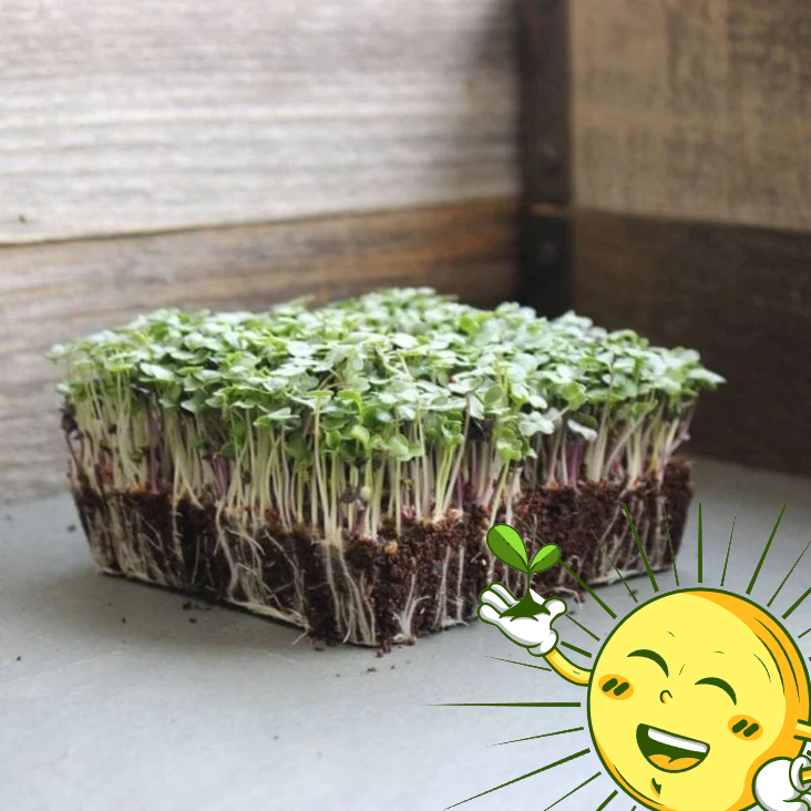 Organic Salad Mix Microgreens Mix 2 Oz.