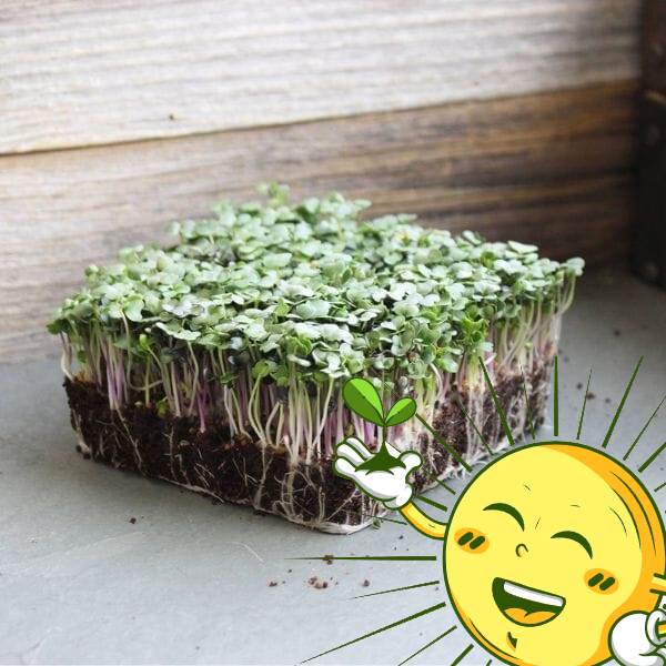 Organic Spicy Salad Mix Microgreens Mix 2 Oz.