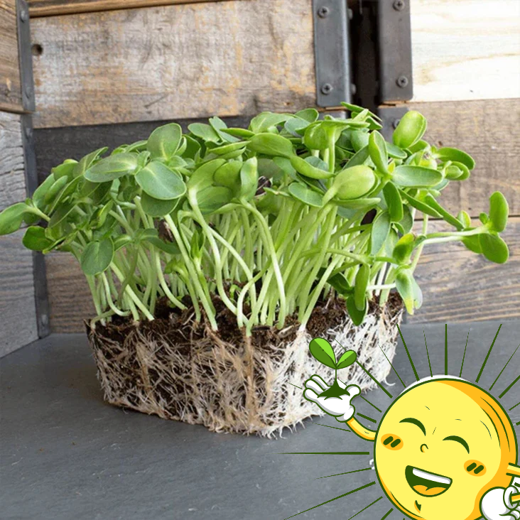 Organic Sunflower Microgreens 2 Oz