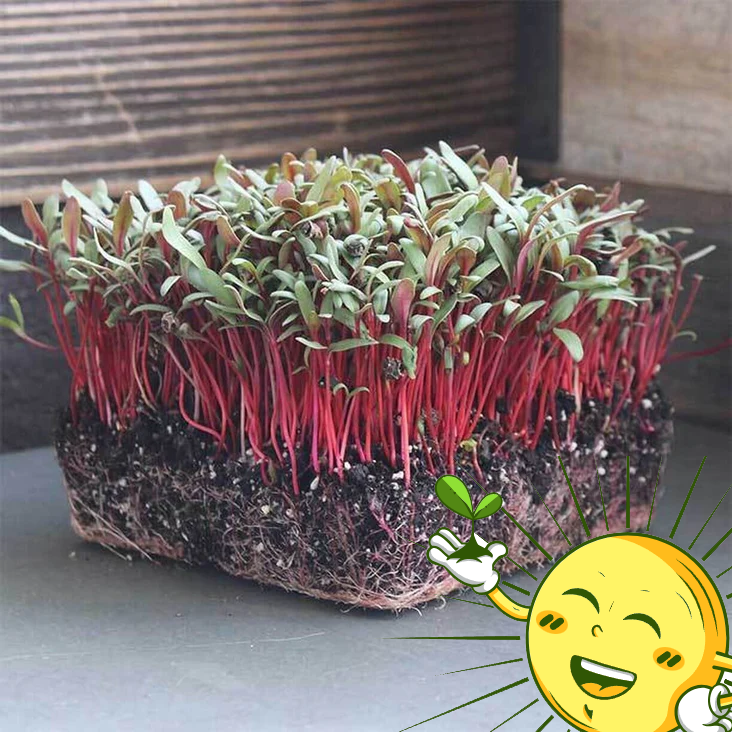 Organic Swiss Chard Microgreens Mix 2 Oz.